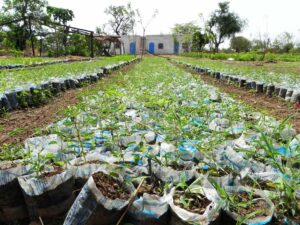 Plantons des arbres